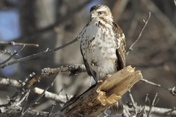 Broad-winged Hawk