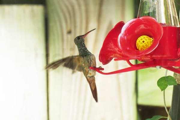 Buff-Bellied Hummingbird