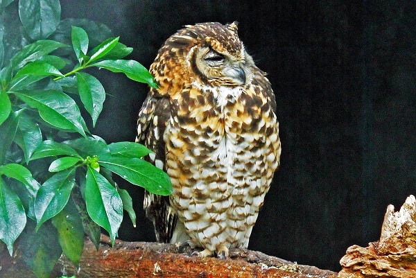 Cape Eagle-Owl