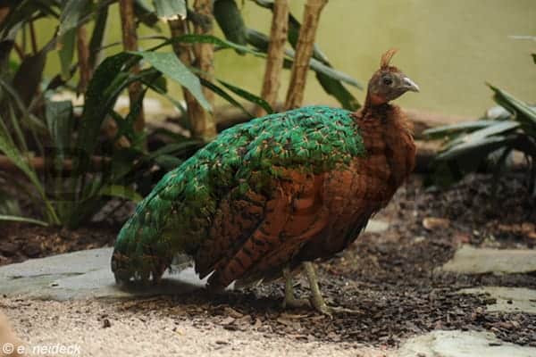 Congo Peafowl