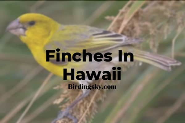 Finches In Hawaii