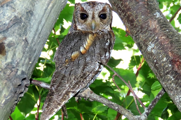 Flammulated Owl