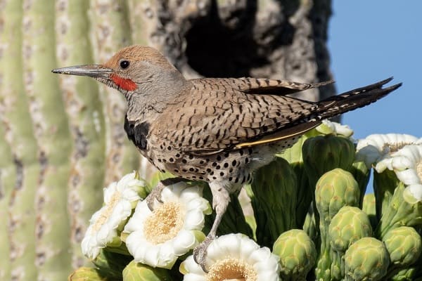 Gilded Flicker