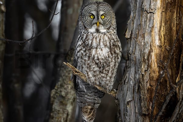 Great Gray Owl