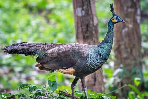 Green Peafowl