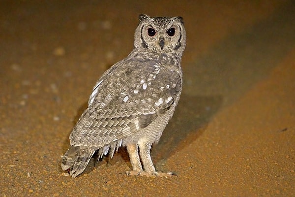 Greyish Eagle-Owl