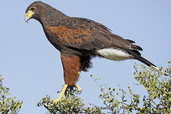 Harris's Hawk