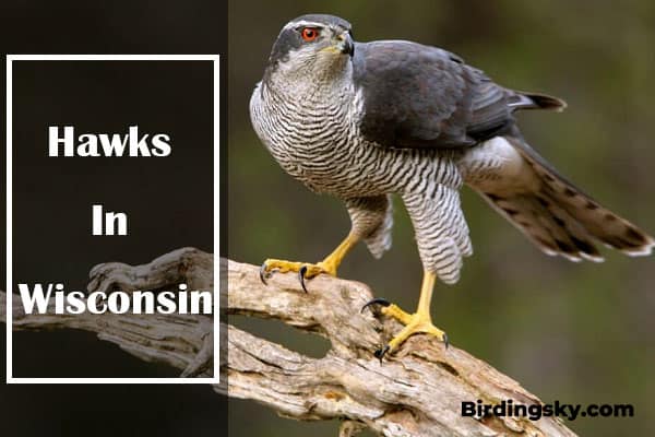 Hawks In Wisconsin