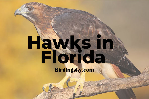 Hawks in Florida