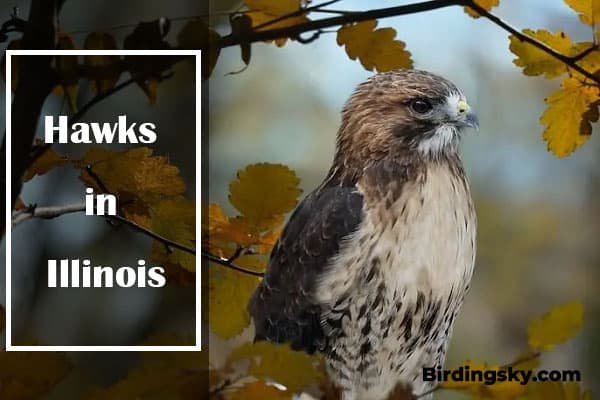 Hawks in Illinois