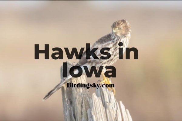 Hawks in Iowa