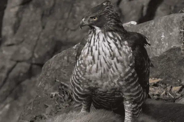 Hawks in Mountainous