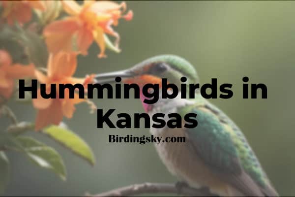 Hummingbirds in Kansas