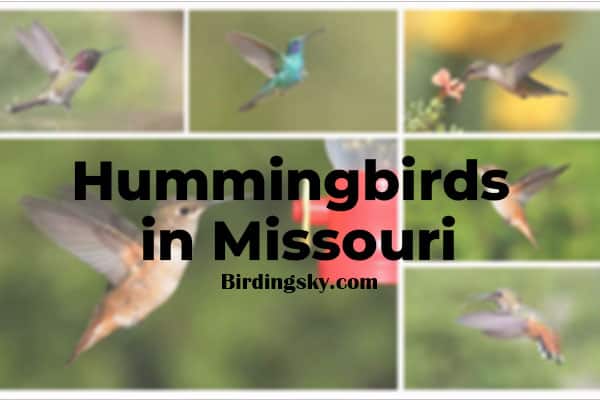 Hummingbirds in Missouri