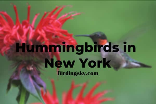 Hummingbirds in New York