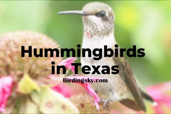 Hummingbirds in Texas