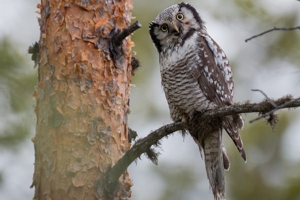 Northern Hawk-Owl