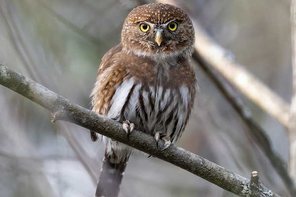 Northern Pygmy Owl