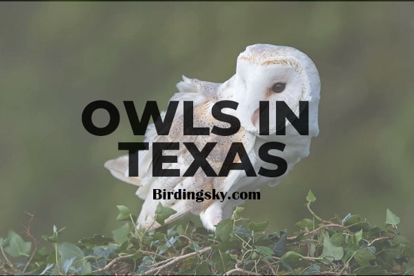 OWLS IN TEXAS