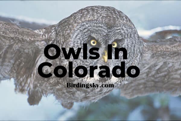 Owls In Colorado