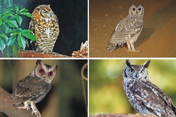 Owls in Africa