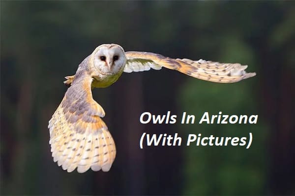 Owls in Arizona