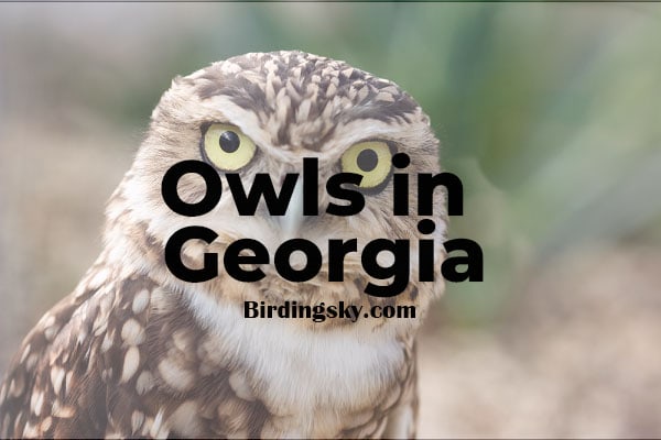 Owls in Georgia