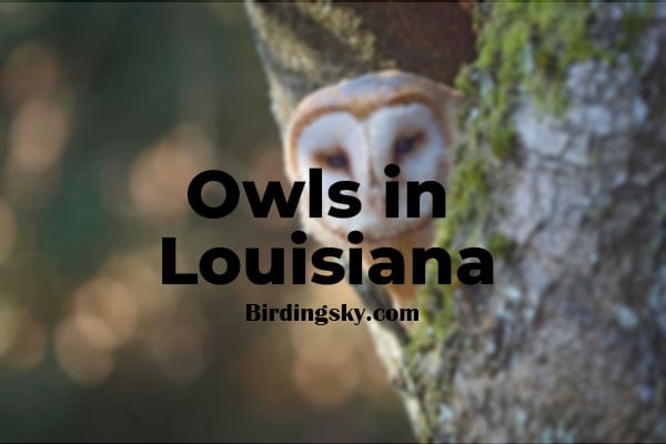 Owls in Louisiana