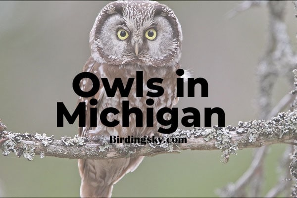 Owls in Michigan