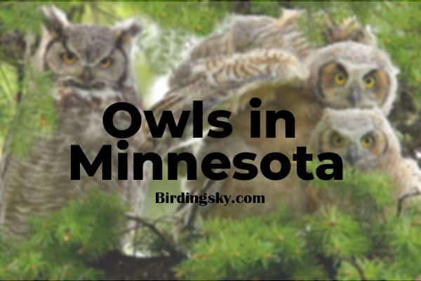 Owls in Minnesota