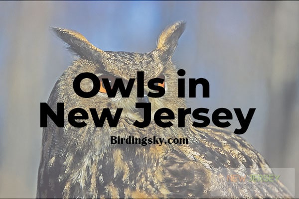 Owls in New Jersey