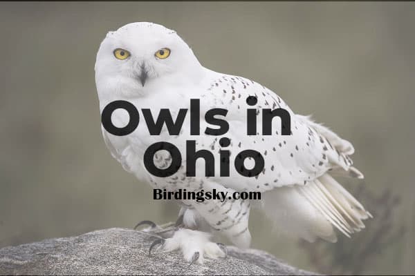 Owls in Ohio