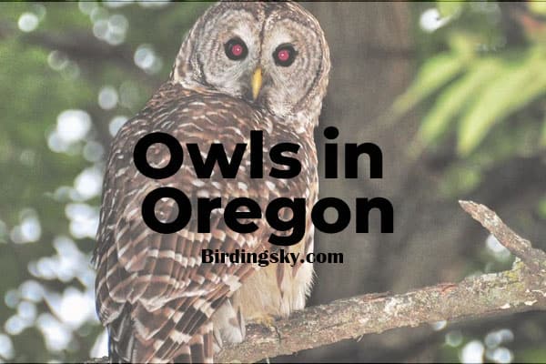 Owls in Oregon