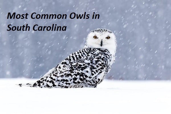 Owls in South Carolina