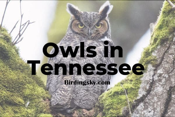 Owls in Tennessee