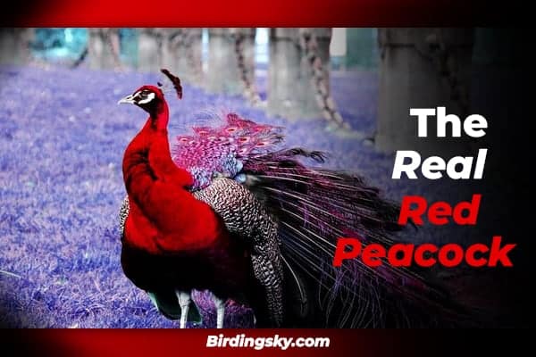 Red Peacock