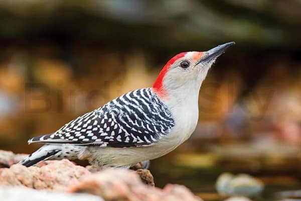 Red-bellied Woodpecker