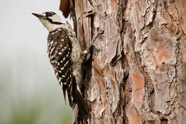 Red-cockaded woodpecker