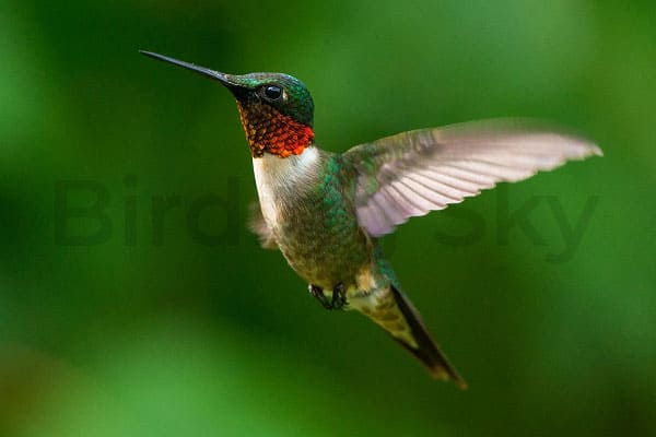 Ruby-throated hummingbird