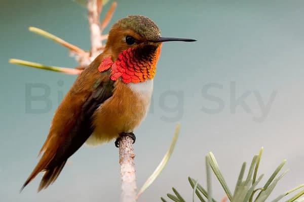 Rufous Hummingbird