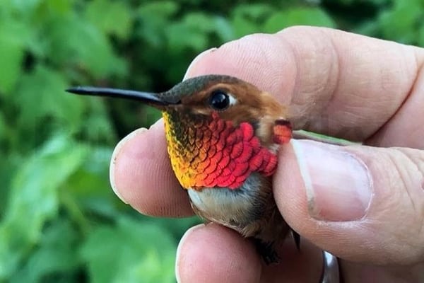 Rufous Hummingbird