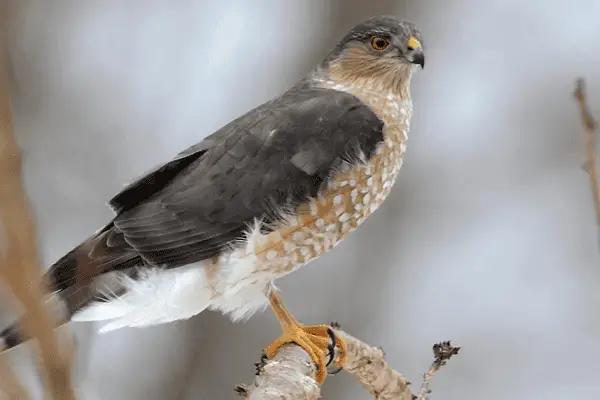 Sharp-shinned Hawk