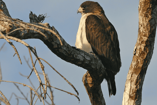 Short-tailed Hawk