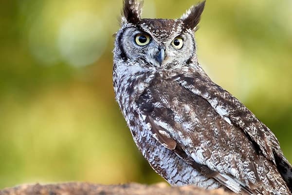 Spotted Eagle-Owl