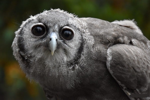 Verreaux's Eagle-Owl