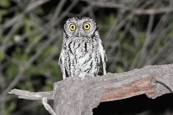 Whiskered Screech-Owl