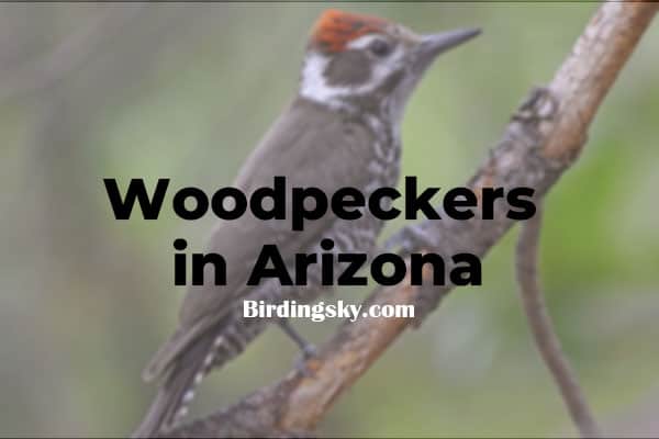 Woodpeckers in Arizona