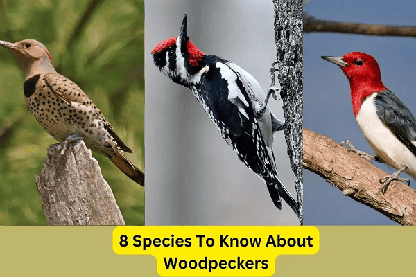 Woodpeckers in Florida