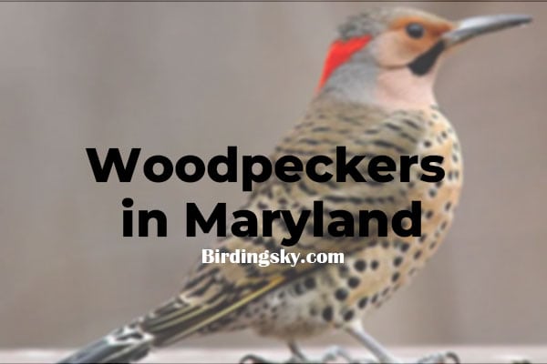 Woodpeckers in Maryland