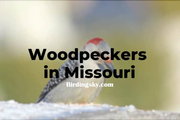 Woodpeckers in Missouri